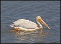 _3SB5506 american white pelican